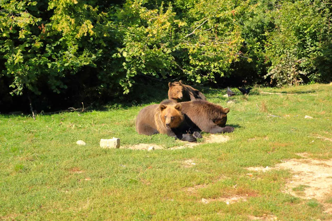 Parco degli Orsi Foto: Copyright © Sisterscom.com /&nbsp;Depositphotos
