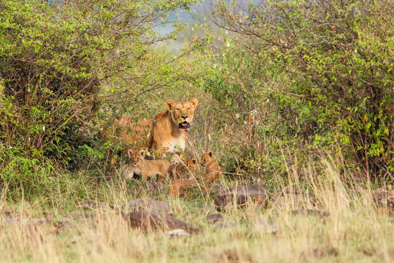 Nairobi National Park, leonessa con cuccioli Foto Copyright © Sisterscom.com / Depositphotos