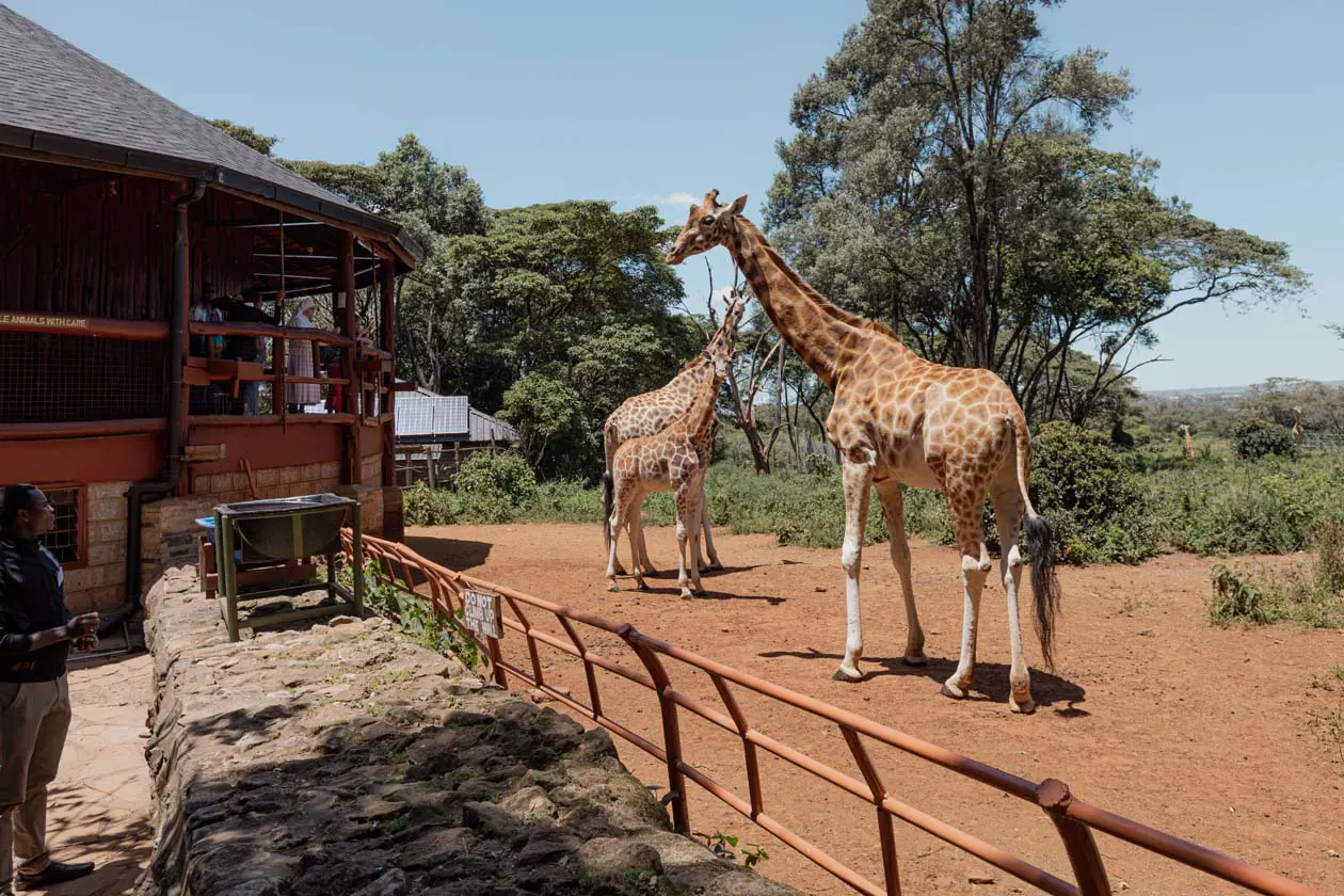 Centro delle giraffe, Nairobi, Kenya Foto Copyright © Sisterscom.com / Depositphotos