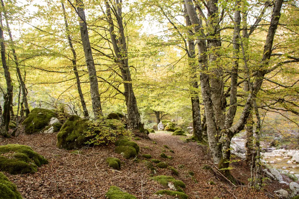 Faggete Vetuste nel Parco Nazionale d'Abruzzo Copyright © Sisterscom.com / Depositphotos 