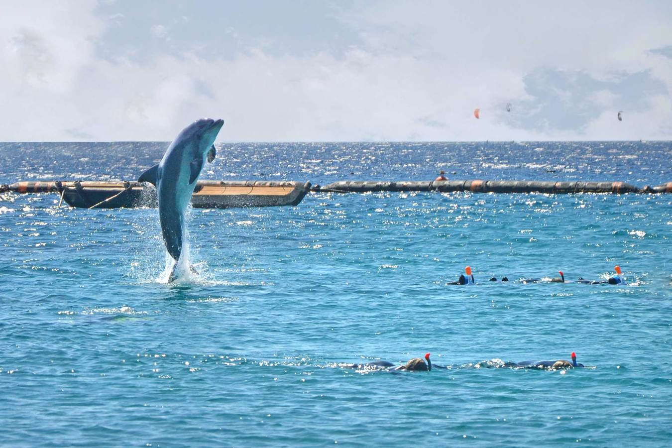 Eilat. Dolphins on the Red Sea.