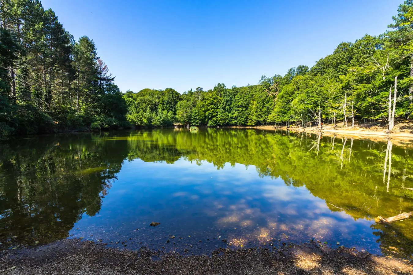 Le faggete della Foresta Umbra nel Parco Nazionale del Gargano.