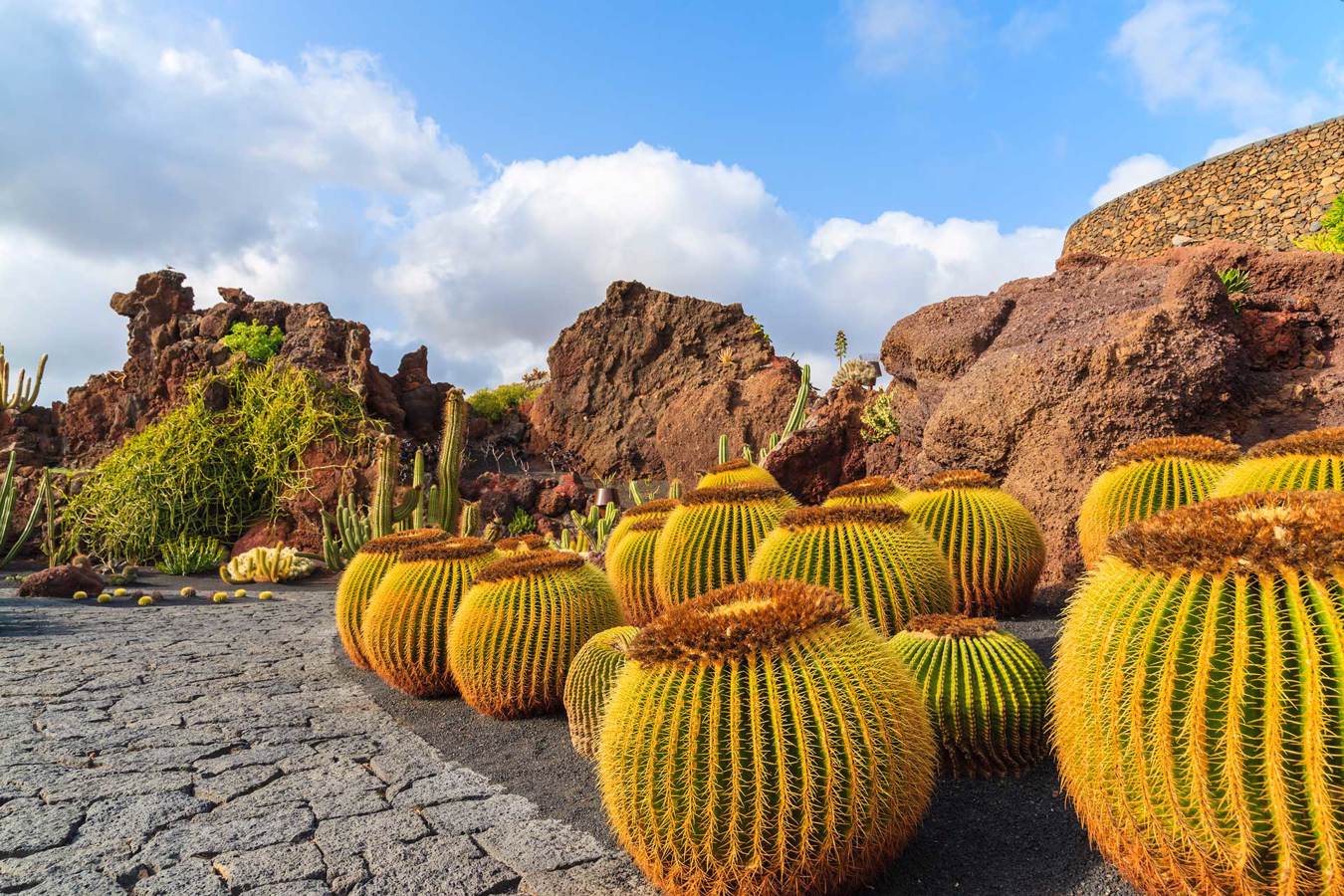 Lanzarote. The cactus garden.