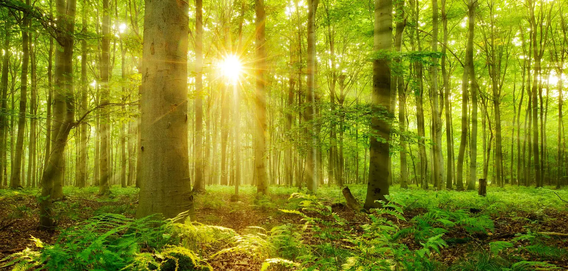 Le faggete della Foresta Umbra nel Parco Nazionale del Gargano.