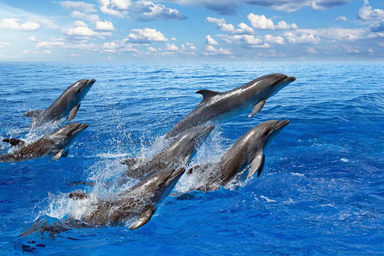 tenerife delfini