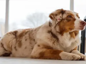 ITA Airways lancia il servizio Large Pet Friendly