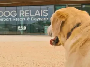 Dog Relais: the first dog resort at Fiumicino Airport