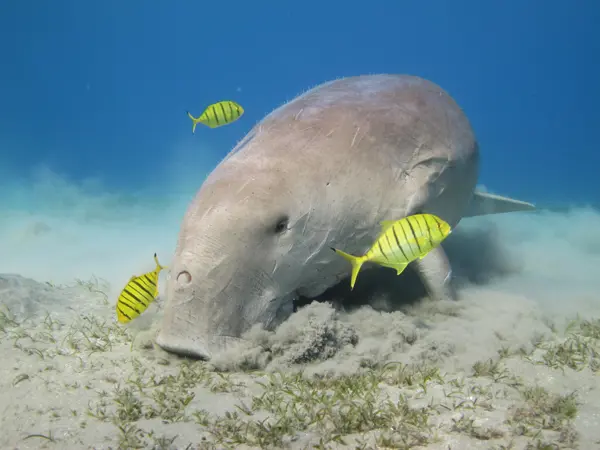 Marsa Alam. Dugongs, Abu-Dabbab. 