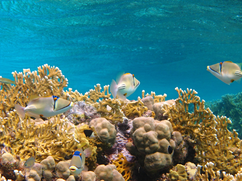 Marsa Alam. Coral reef. 