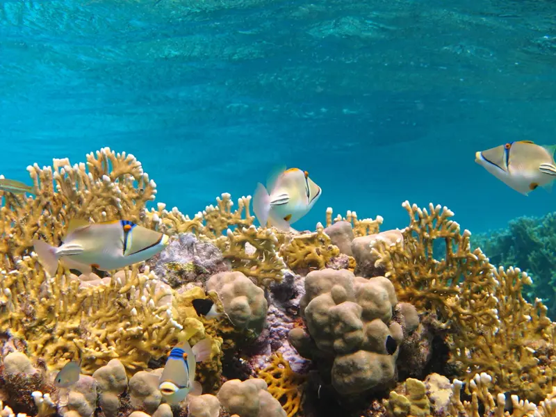 Marsa Alam. Laguna di Elphistone. 