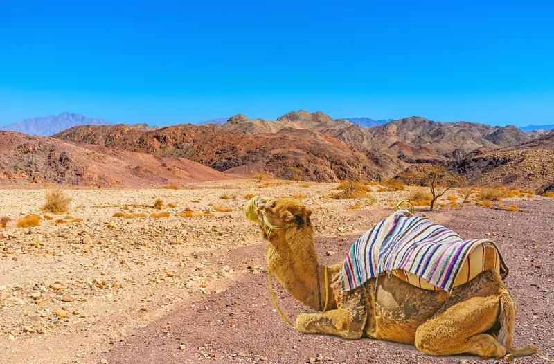 Eilat. Deserto del Negev.