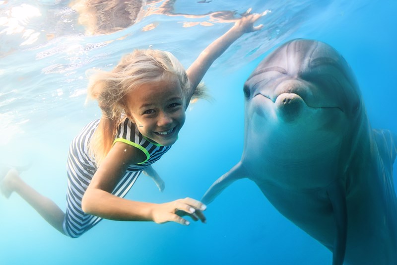 Nuotare con i delfini. 