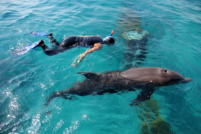 Eilat. Scogliera del Delfino.