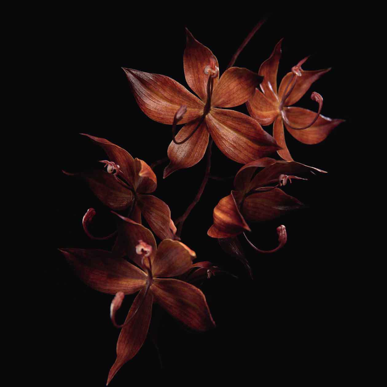 L'orchidea nera per Orchidée Impériale Black Symbioserum di Guerlain