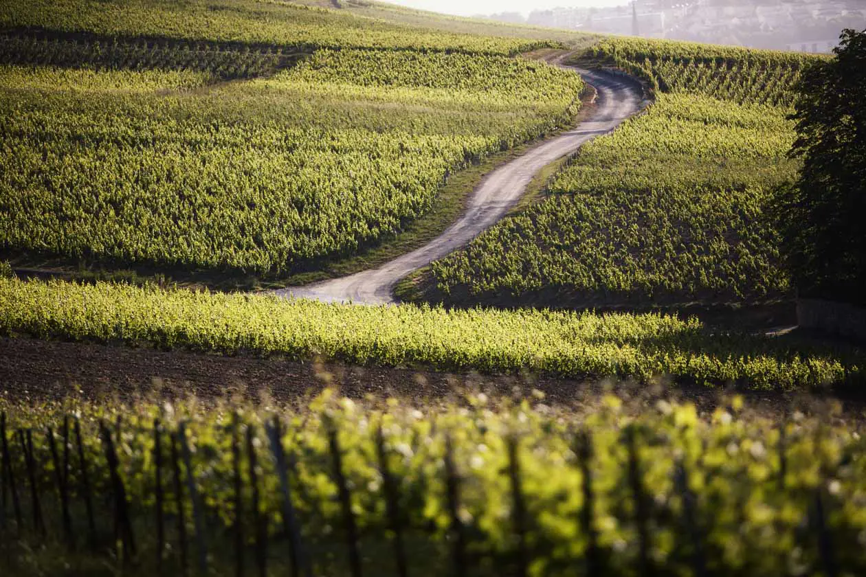 Vineyards Copyright © Taittinger