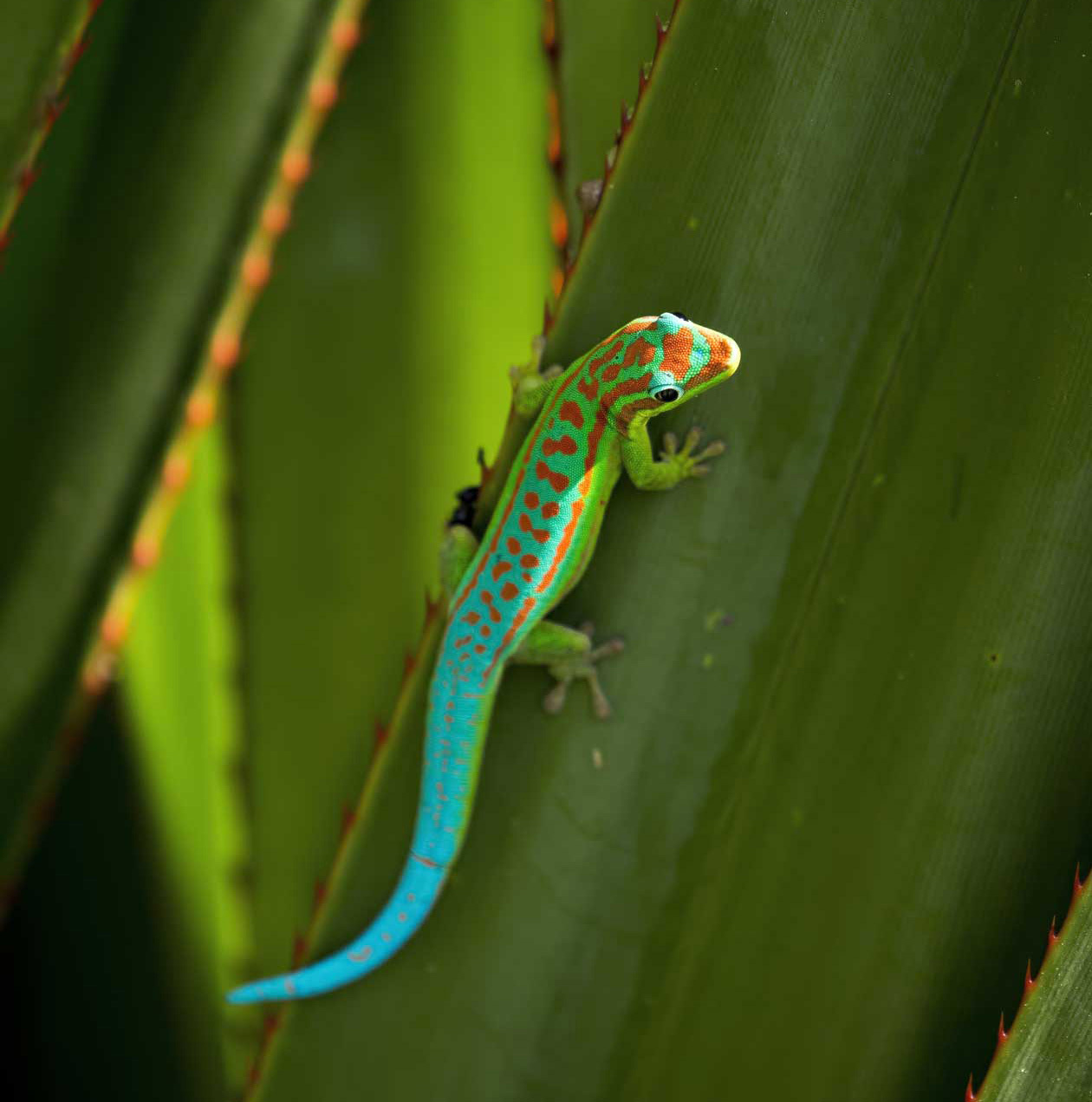 SCENERIES NATURE, ornate day gecko. Copyright © Mauritius Tourism Promotion Authority