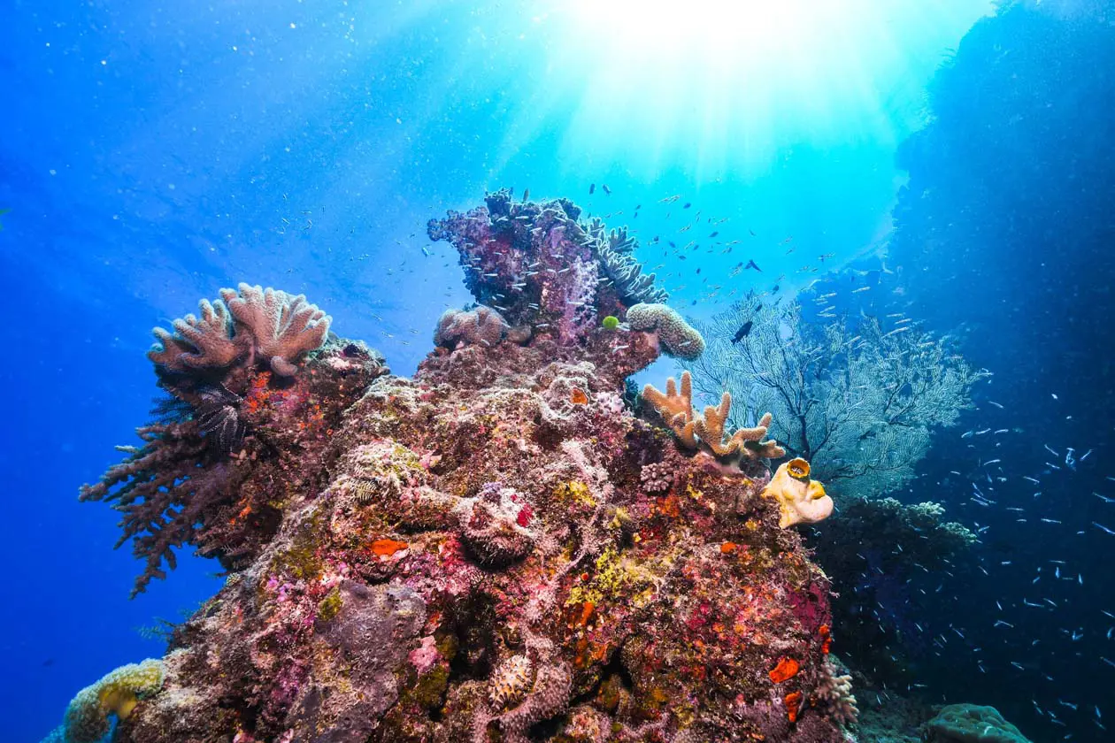 Great Barrier Reef, Cairns (c) Dreamtime Dive and Snorkel