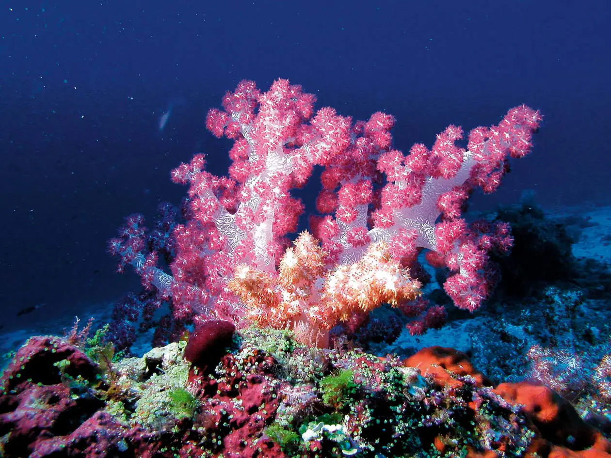 Constance Moofushi, atollo di Ari Sud, Maldive  Copyright © Constance Hotels & Resorts