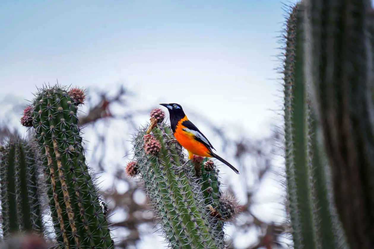 Copyright © Licensed by the Aruba Tourism Authority, aruba.com