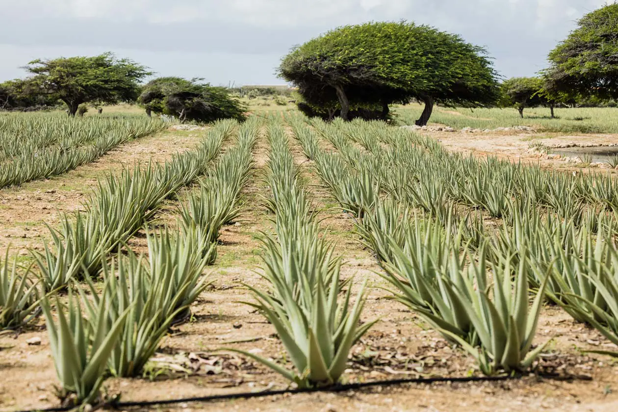 Copyright © Licensed by the Aruba Tourism Authority, aruba.com