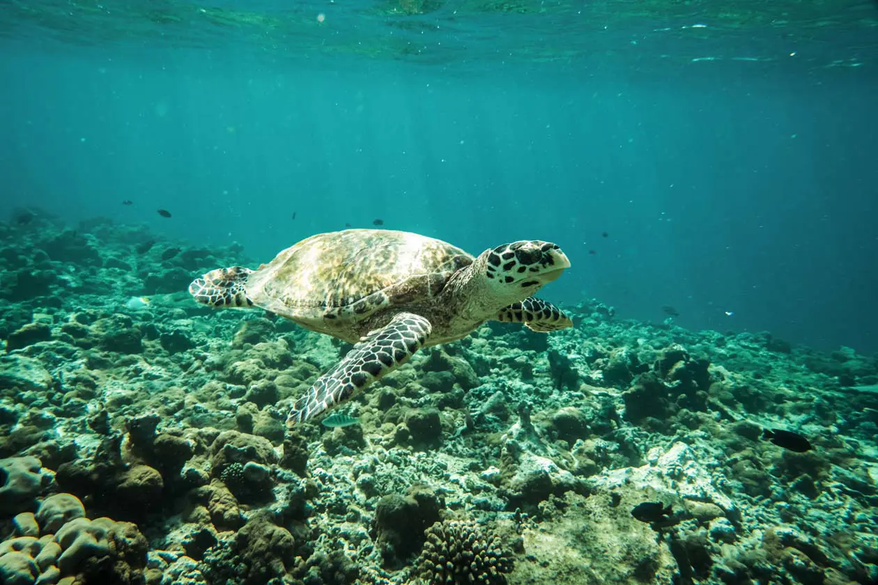 Constance Moofushi, atollo di Ari Sud, Maldive  Copyright © Constance Hotels & Resorts