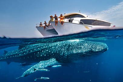 Il tour per vedere gli squali balena con Qatar Airways