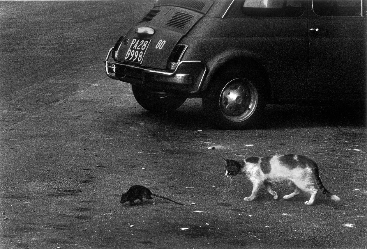 Il gatto e il topo sazi della spazzatura. Palermo, 1977 © Archivio Letizia Battaglia - Solo per uso editoriale