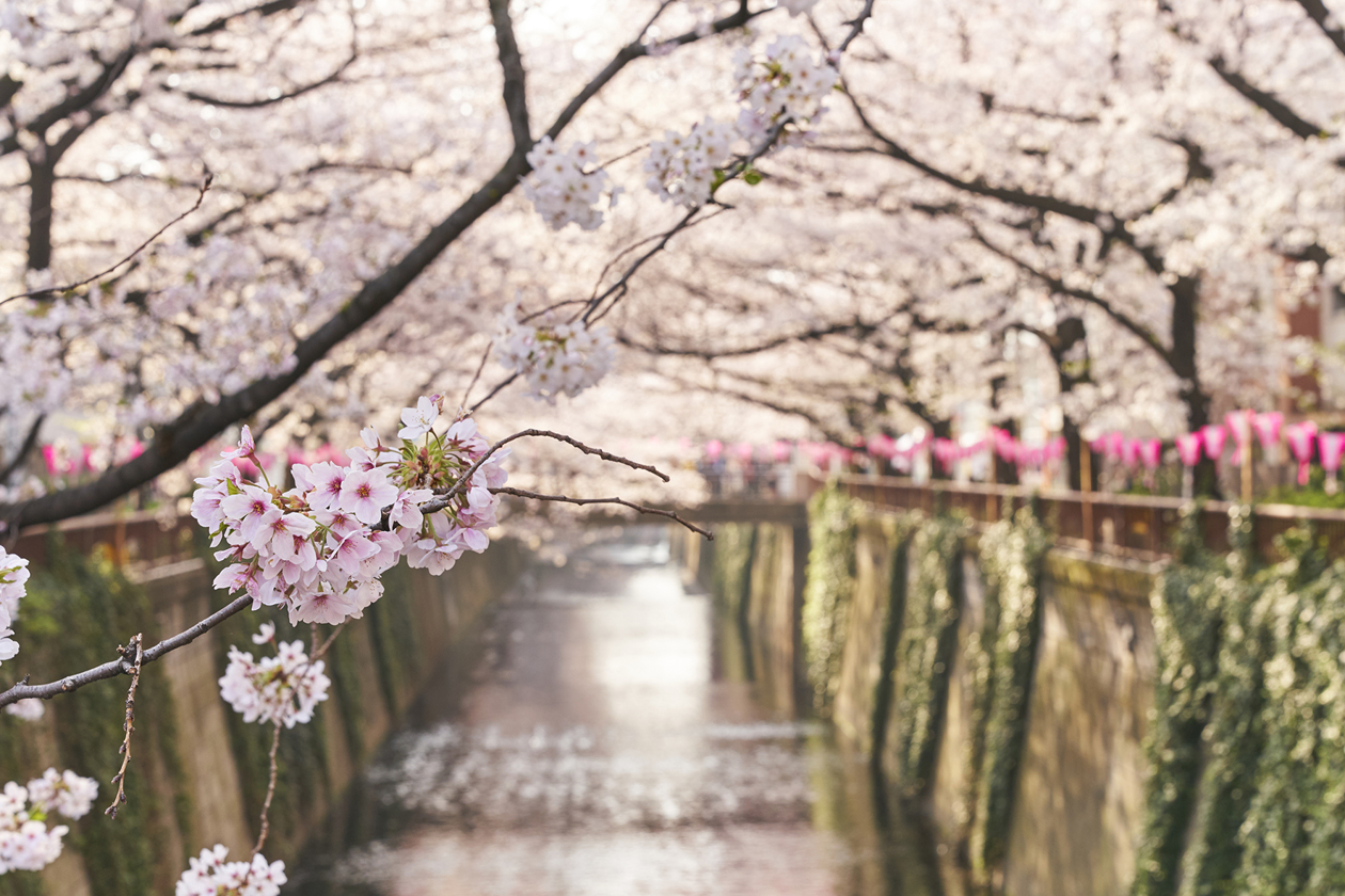 I ciliegi in fiore a Tokyo