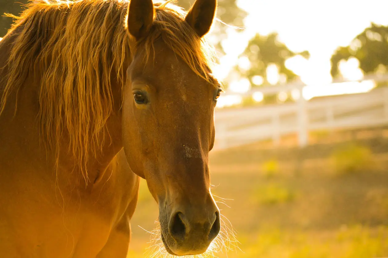 A cavallo nella Maremma Toscana