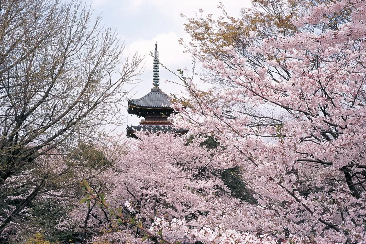 I ciliegi in fiore a Tokyo