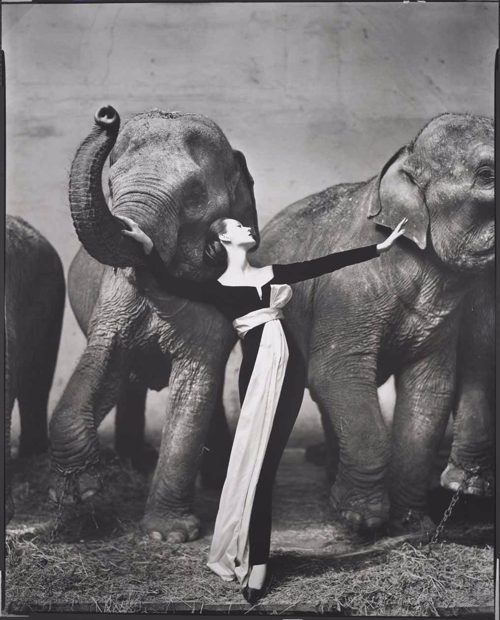Richard Avedon, Dovima with elephants, evening dress by Dior, Cirque d'Hiver, Paris, August 1955 © The Richard Avedon Foundation.