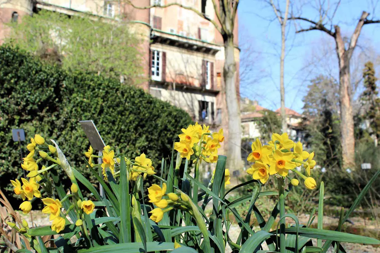 Orto botanico di Brera a Milano