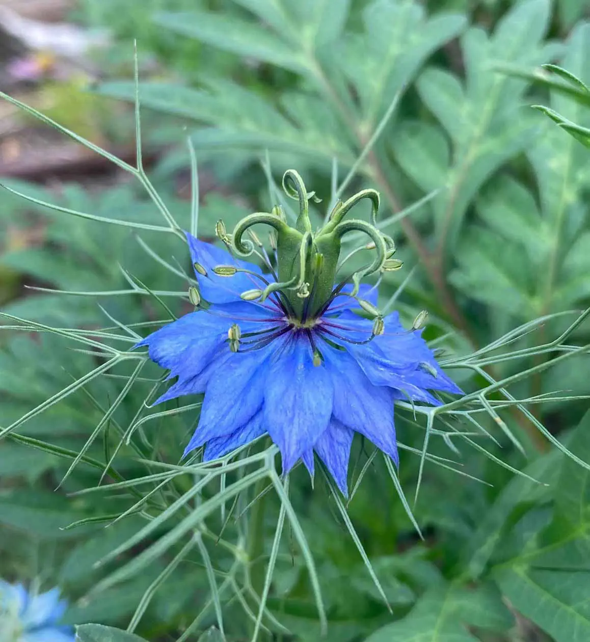 Nigella Damascena, Valle della Biodiversità, Astino, Orto di Bergamo