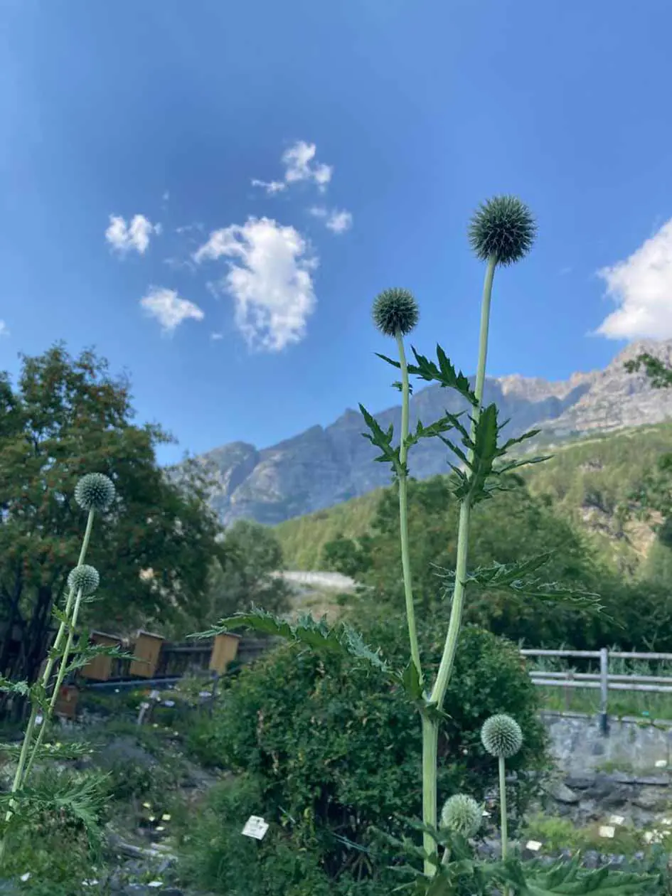 Giardino botanico alpino di Bormio