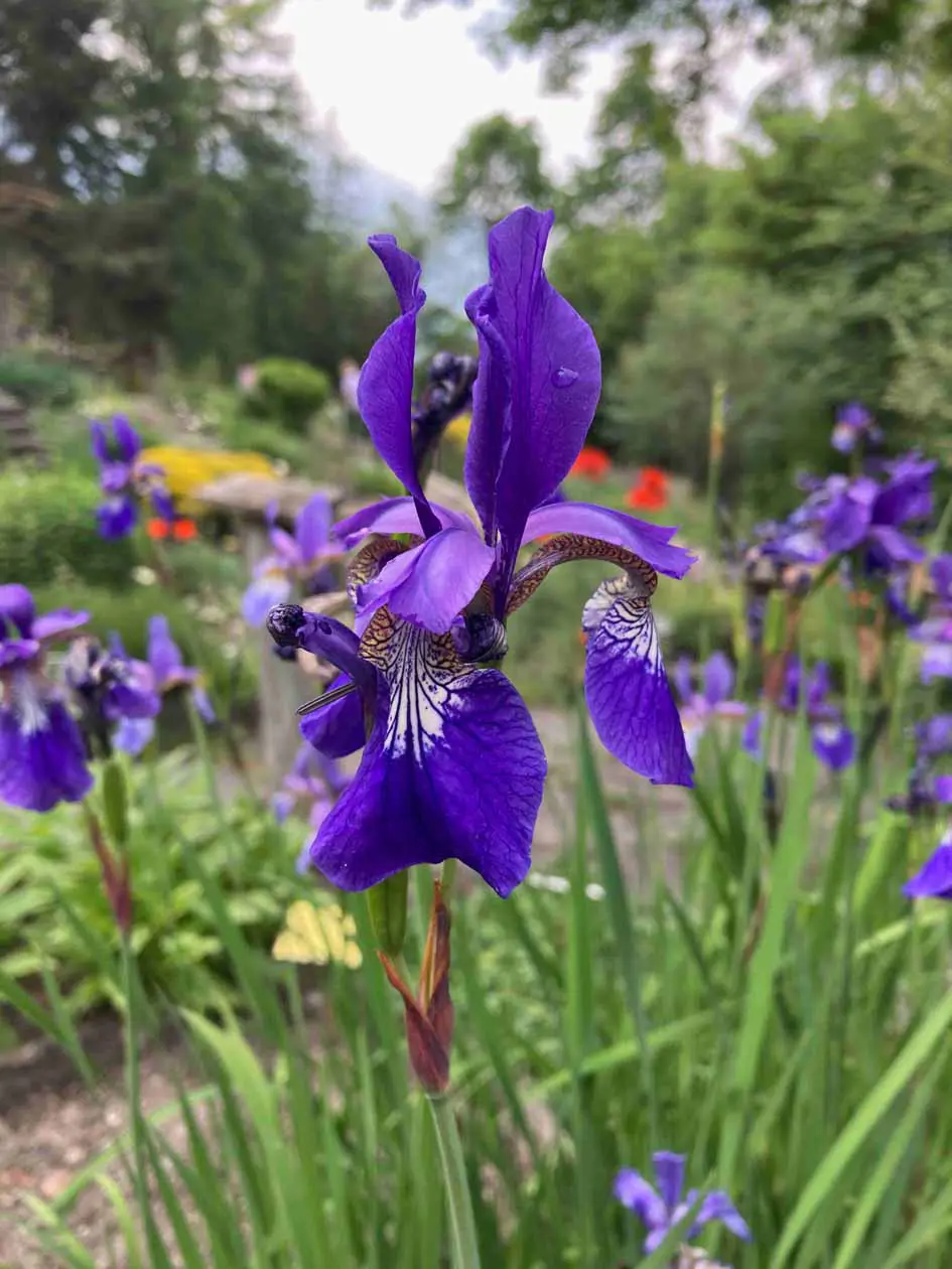 Fioritura, Giardino botanico alpino di Bormio.