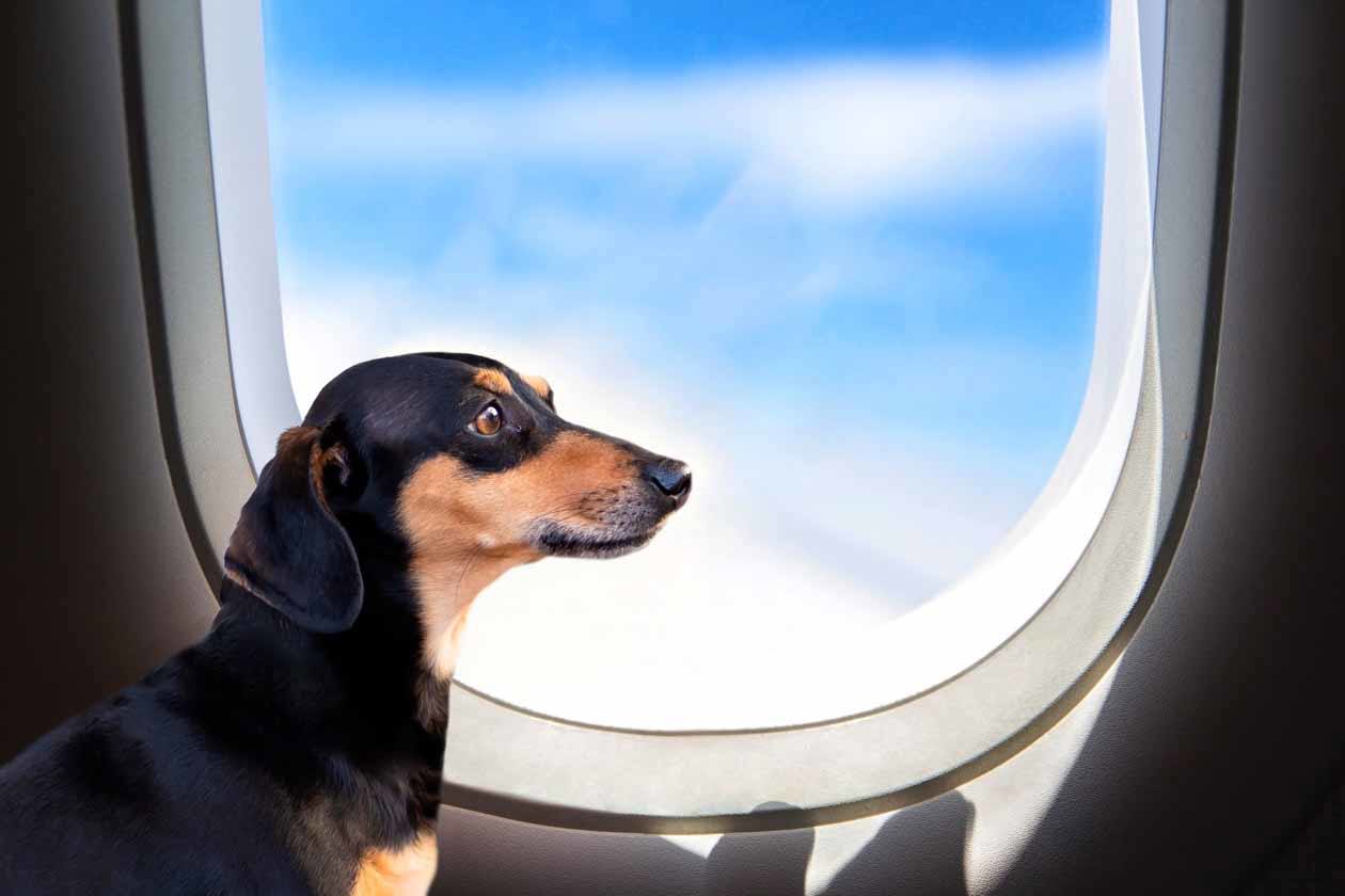 Vueling World Dog Day. Copyright © Vueling