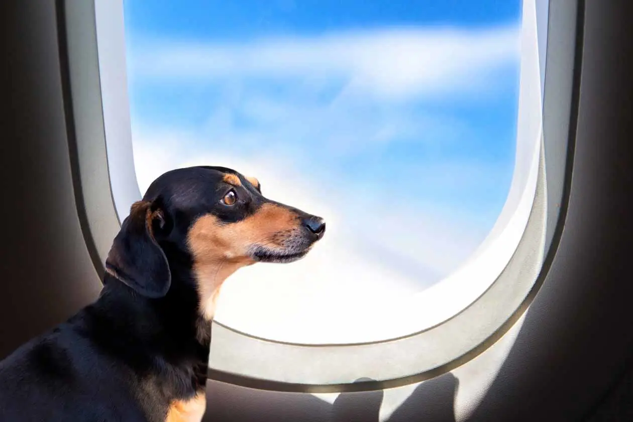 Vueling World Dog Day. Copyright © Vueling