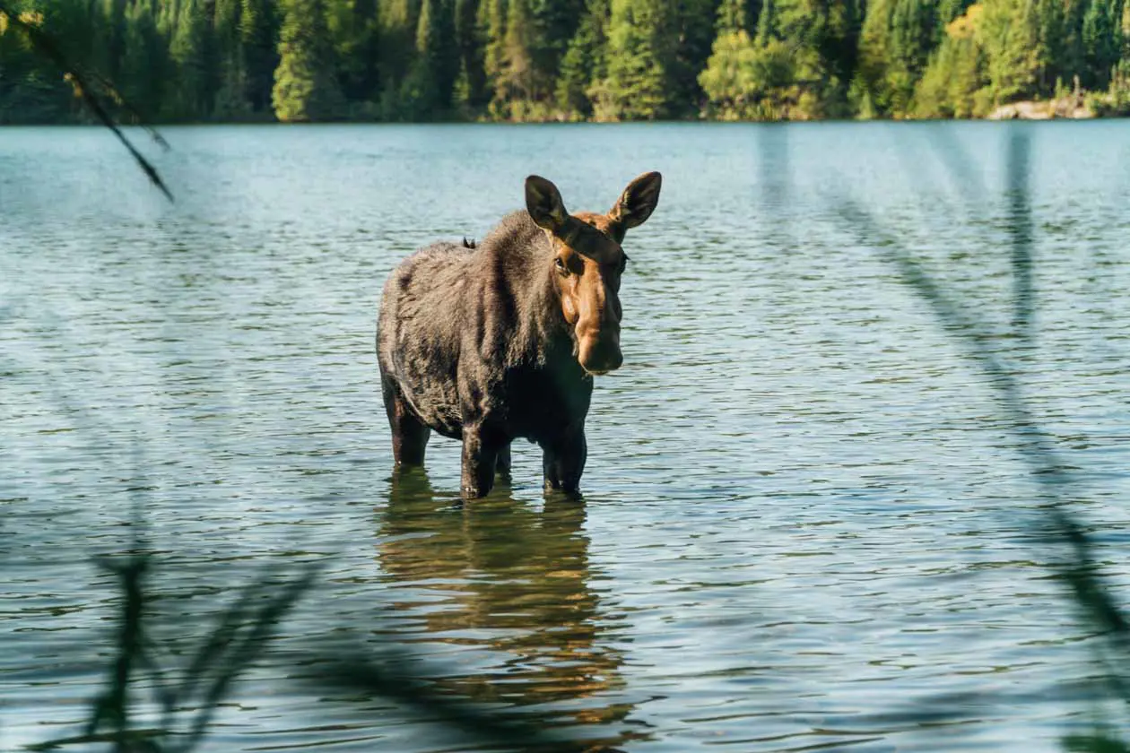 Isle-Royale-Nationalpark