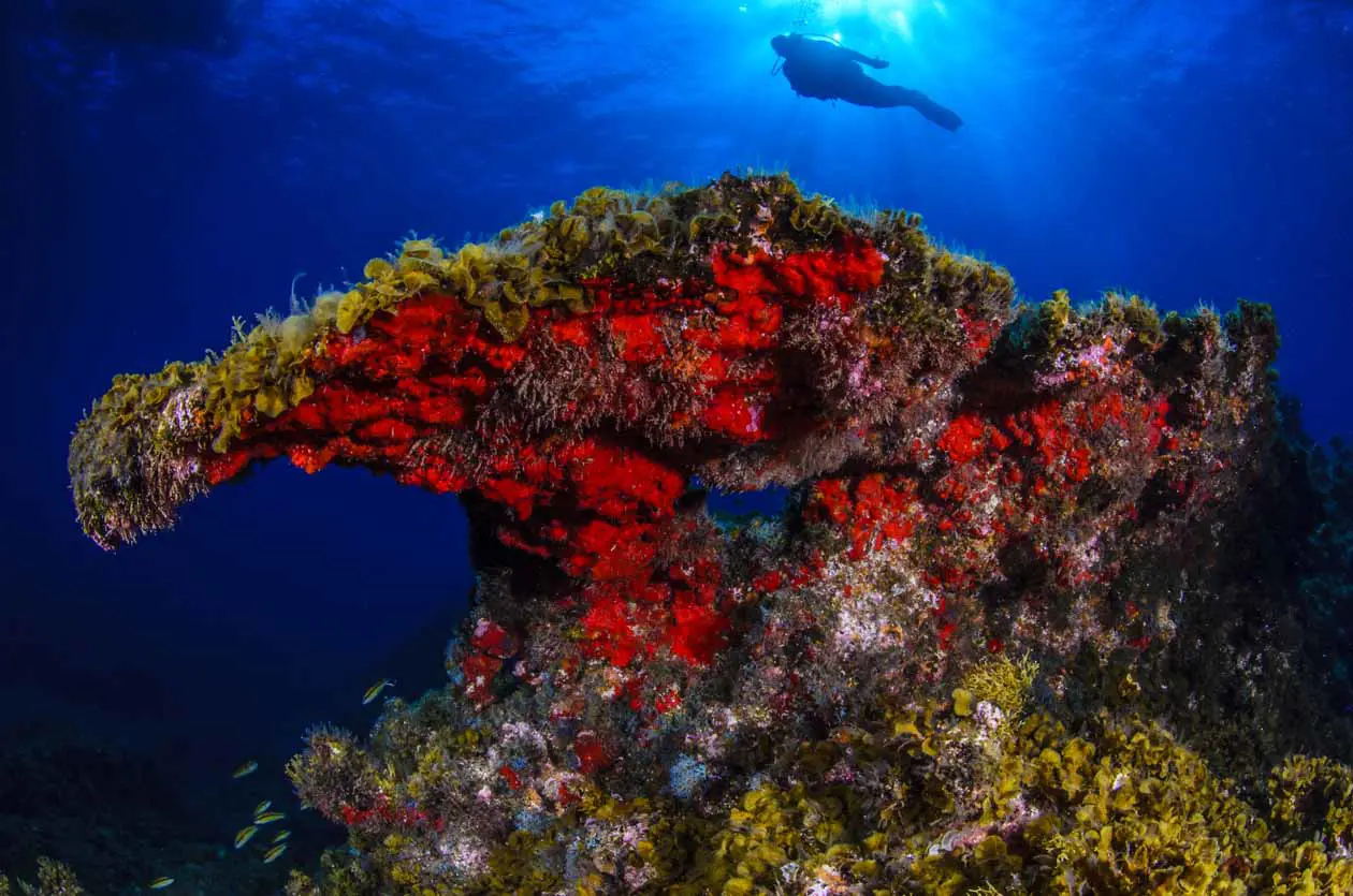 Reserva Marina La Restinga_El Hierro. Copyright © Isole Canarie