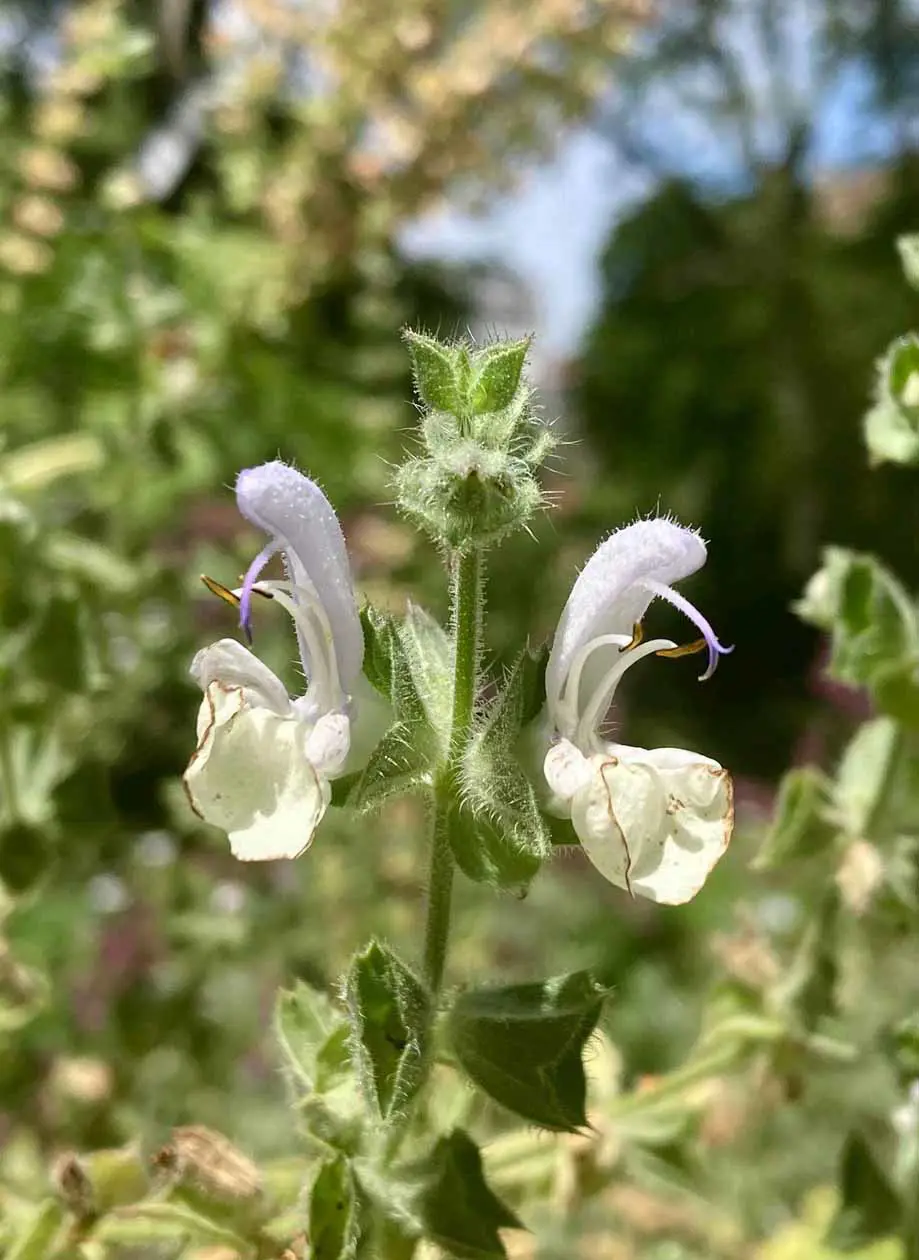 Fiore di Salvia, Orto botanico di Brera a Milano