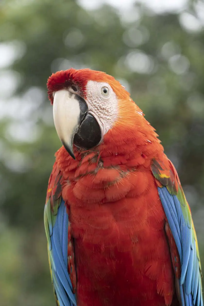 Guacamayo dell' Amazzonia, Amazonas, © We Are Example Pty Limited PROMPERÚ