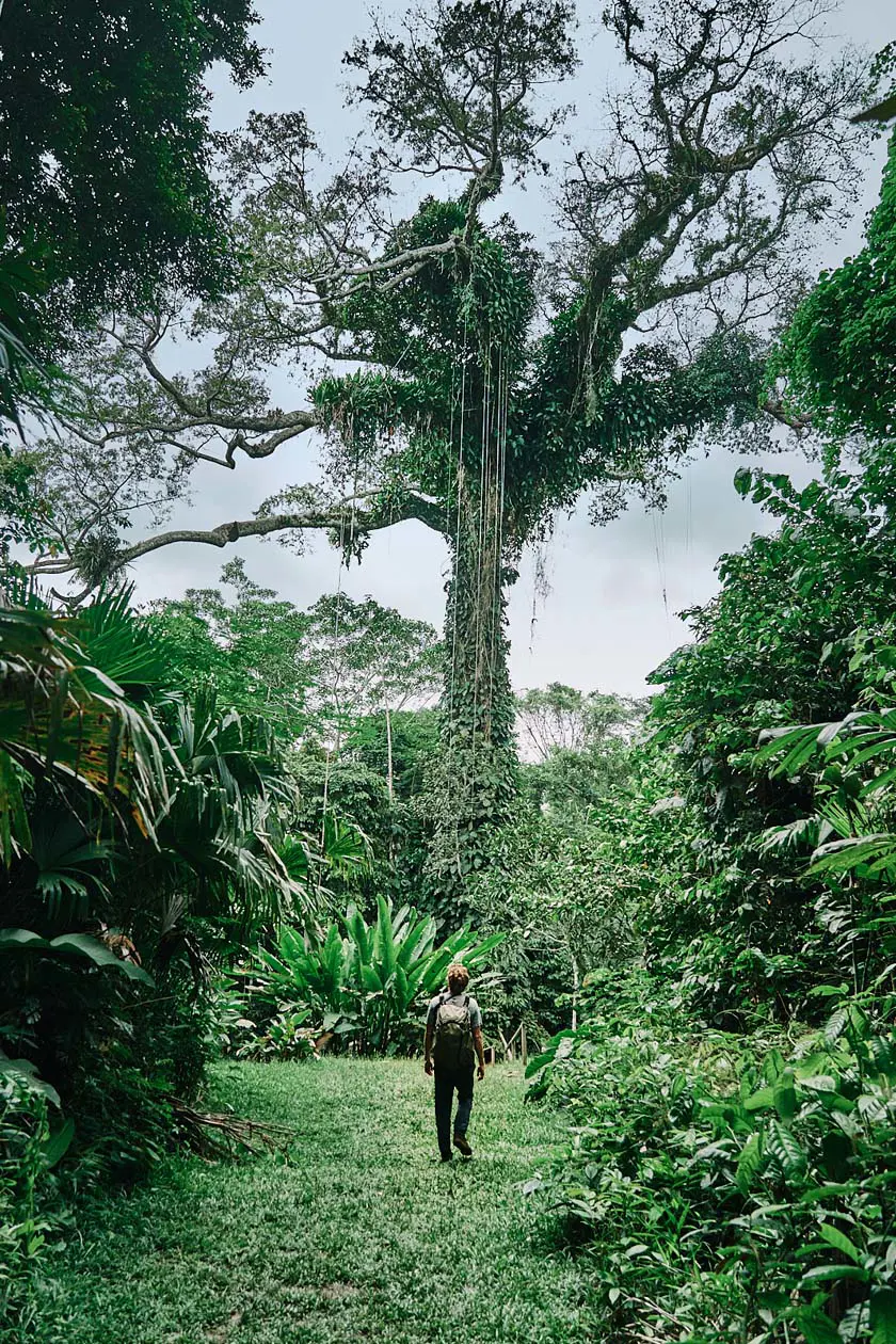 Turista che ammira la vegetazione dell'Amazzonia, Amazonas, © We Are Example Pty Limited PROMPERÚ