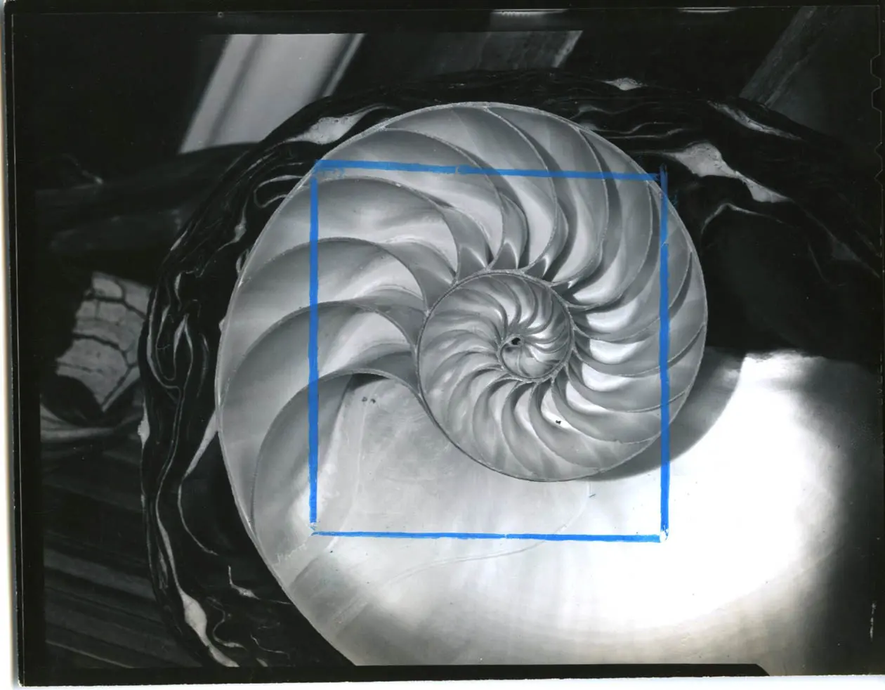 Horst P. Horst. Nautilus Pompileus II, 1945