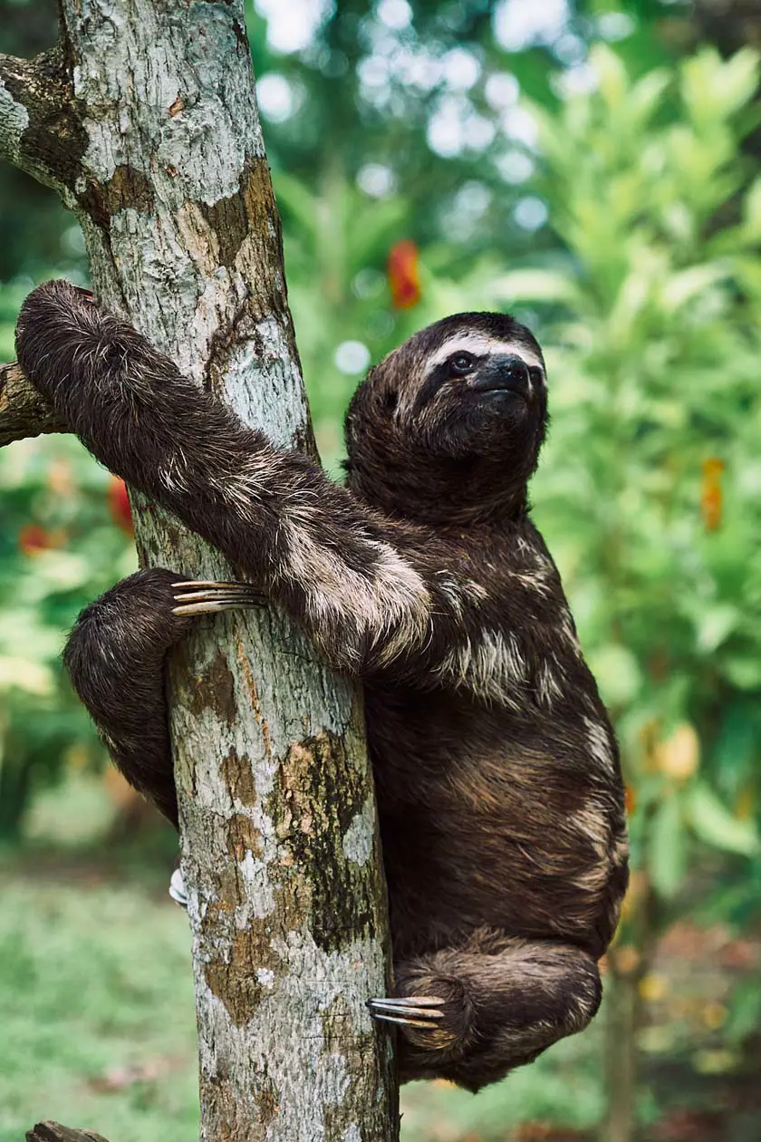 Orso con gli occhiali, Amazonas,© We Are Example Pty Limited PROMPERÚ