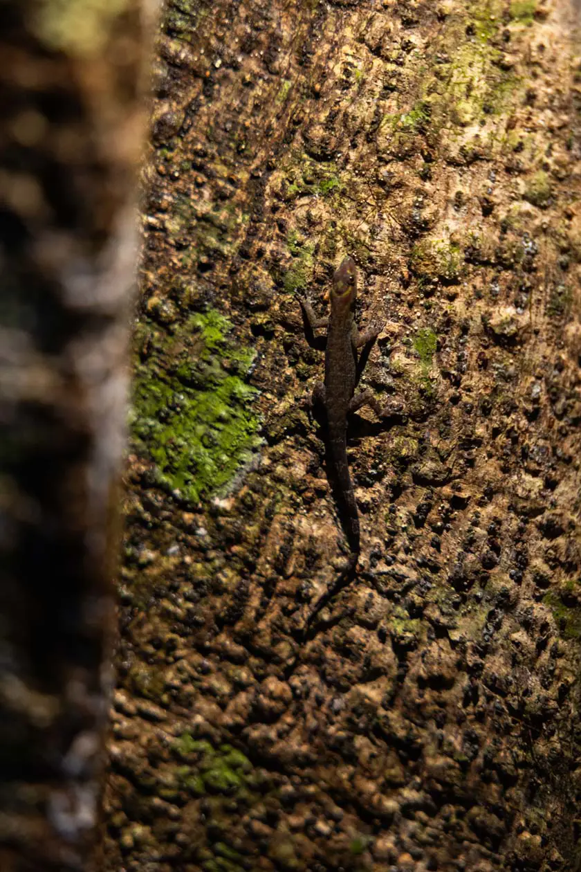 Rettile, Pacaya Samiria Amazon Lodge, Loreto, © David Camargo PROMPERÚ