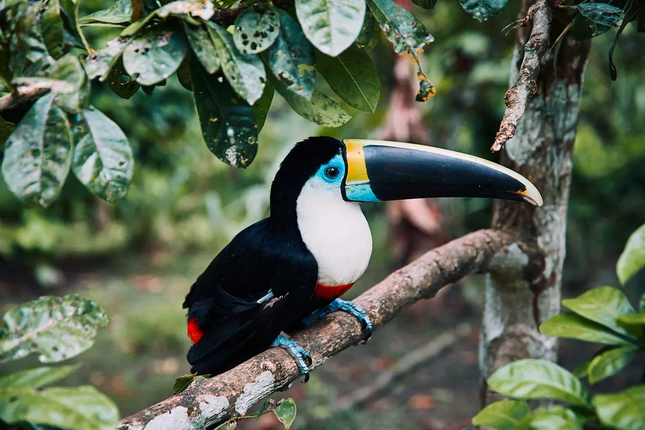 Tucano dell'Amazzonia, Amzonas, © We Are Example Pty Limited PROMPERÚ
