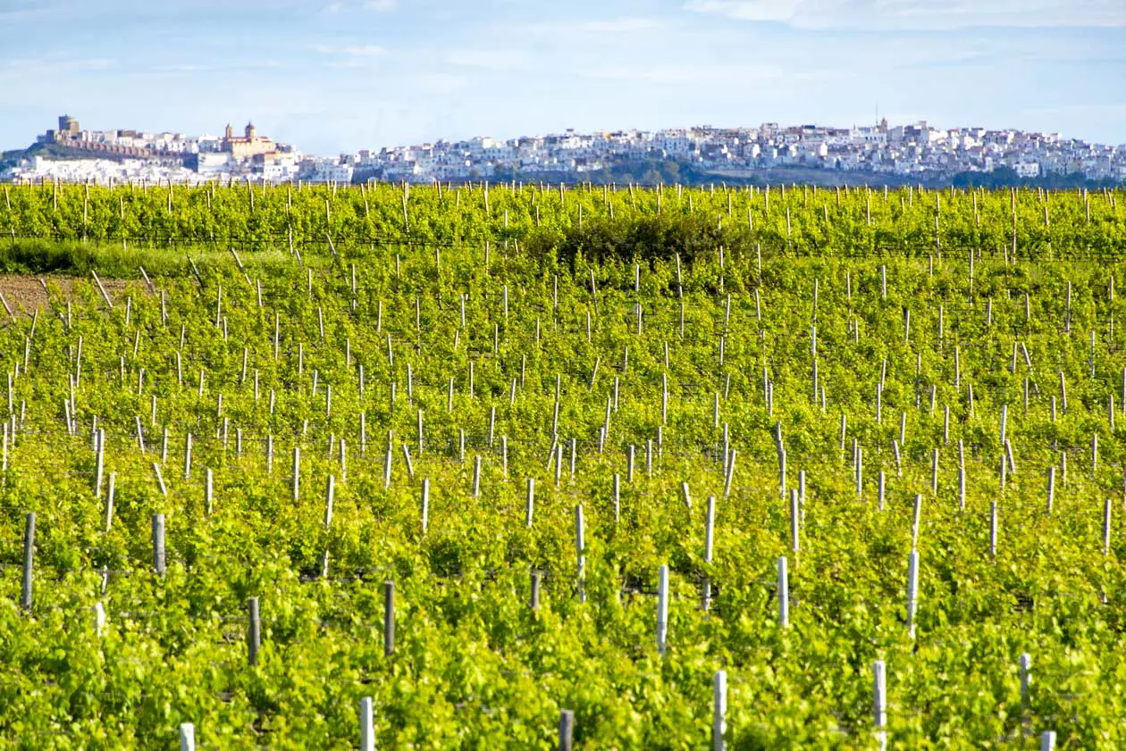 Aglianico, Basilicata Foto: Copyright © Sisterscom.com / Despositphotos