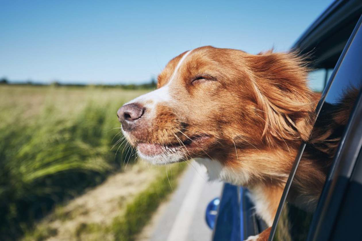 Viaggiare con il proprio cane