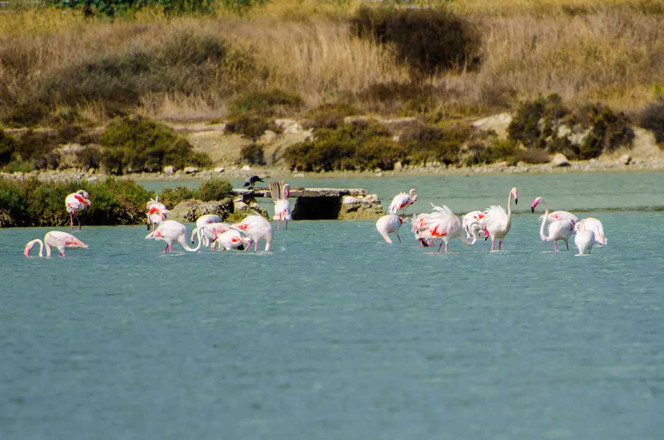 Parco del Molentargius, Sardegna