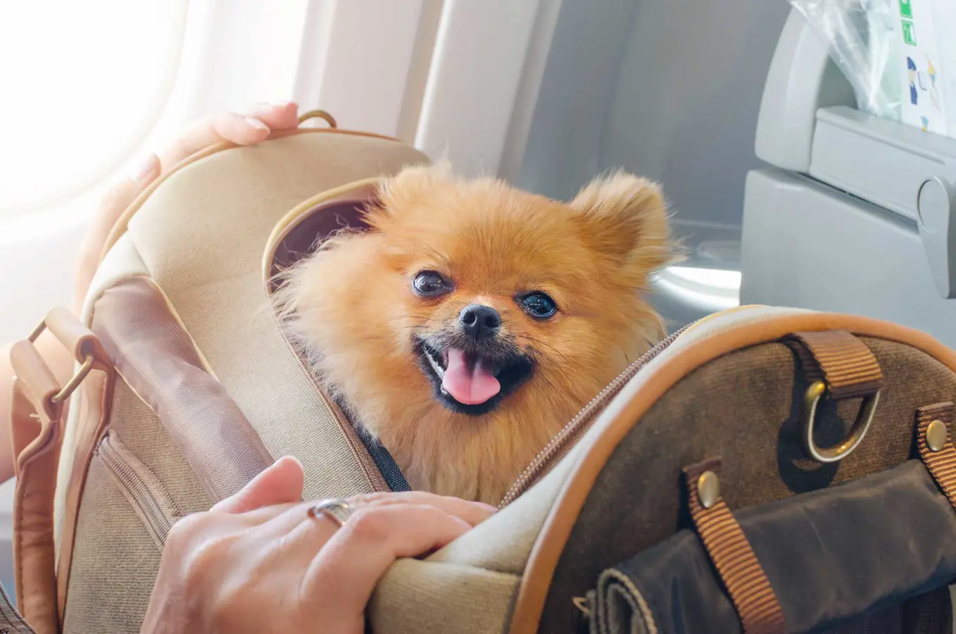 trasportino cane per aereo